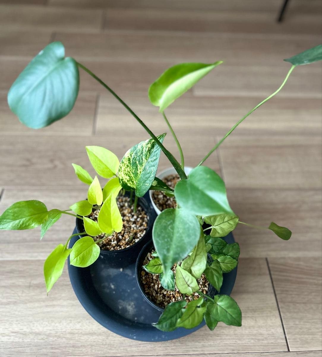 T5 モンステラ デリシオーサ ミント 組織培養苗 順化済